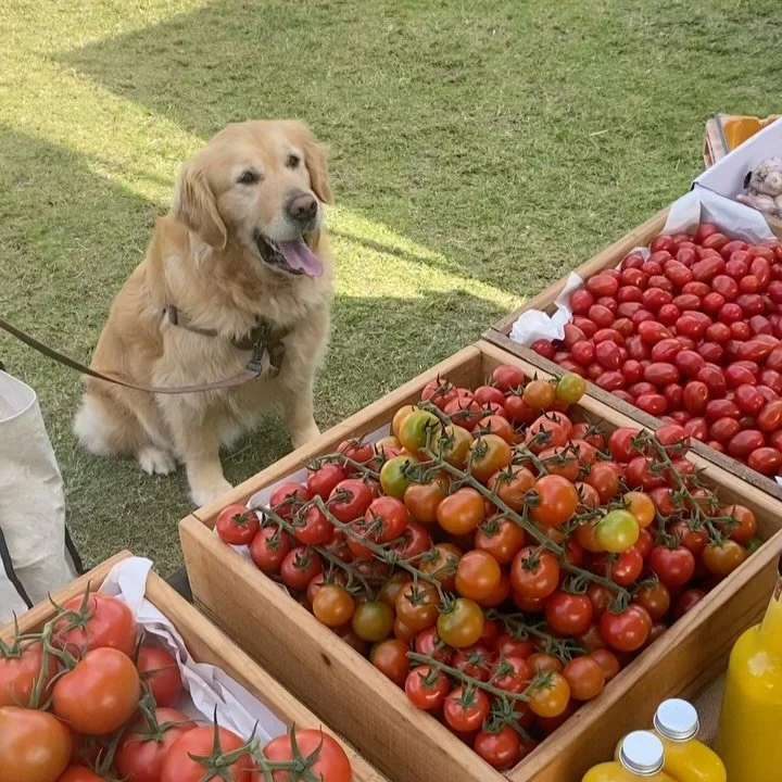 Dogs of Stakehill; just a few of our favourite regulars!