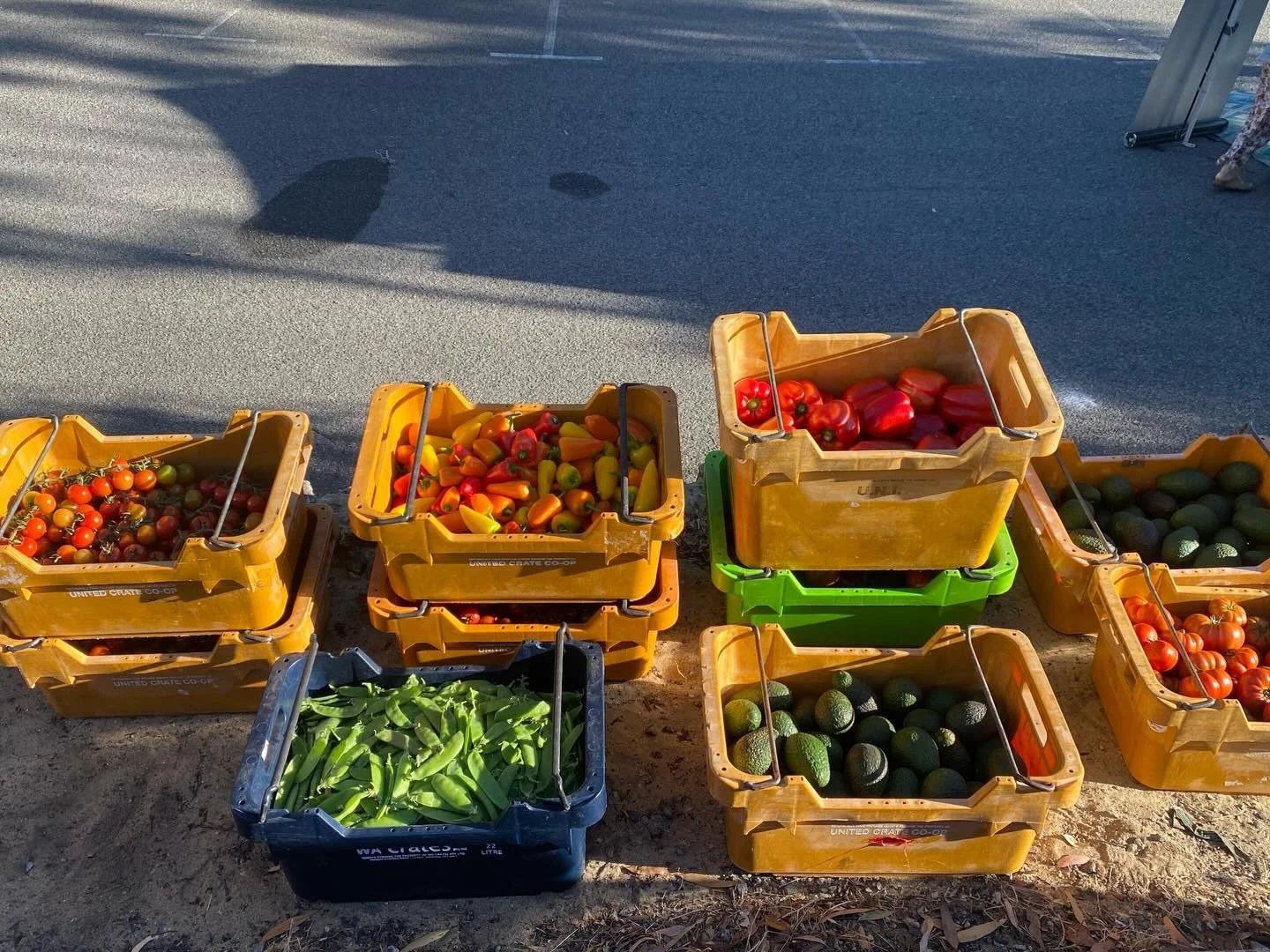 Morning light on our beautiful produce!