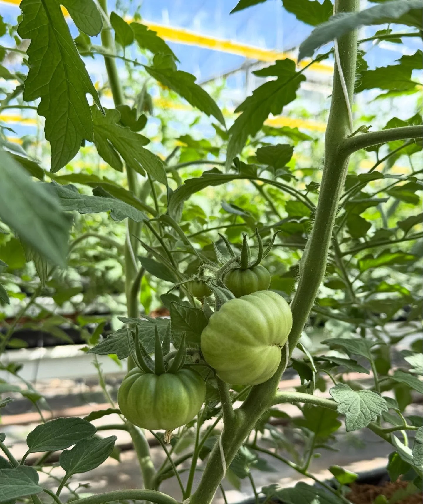 As the nights get cooler, our summer crop is winding down, and our winter crop is almost ready to shine! In the meantime, we&rsquo;re consolidating our weekend market presence for the next three weekends.

You&rsquo;ll find us at: 
📍 @subifarmersmar