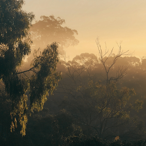 Betrayal Trauma in Australia: How to Find  Support