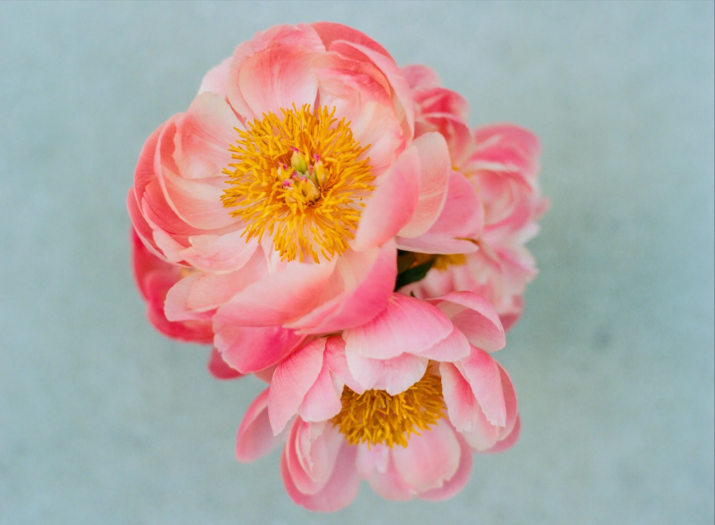 Pink peonies