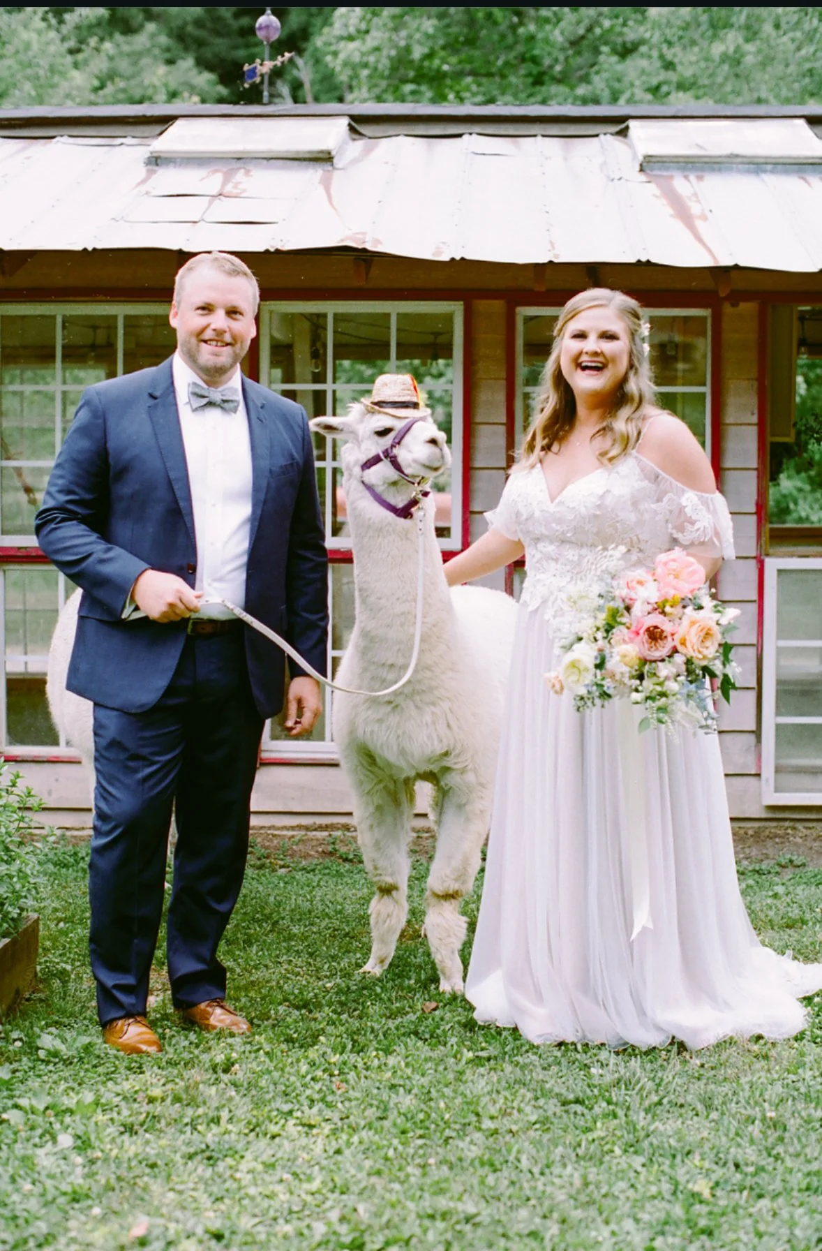 Alpaca at wedding