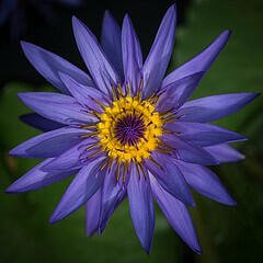 Donate Now Before June 30th