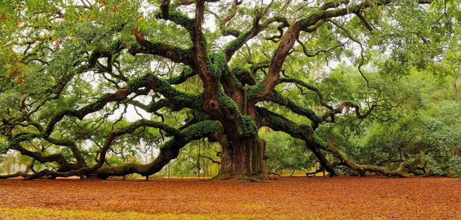 New Partnership… An Amazing Fit