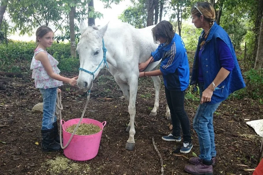 Not Just Horsing Around