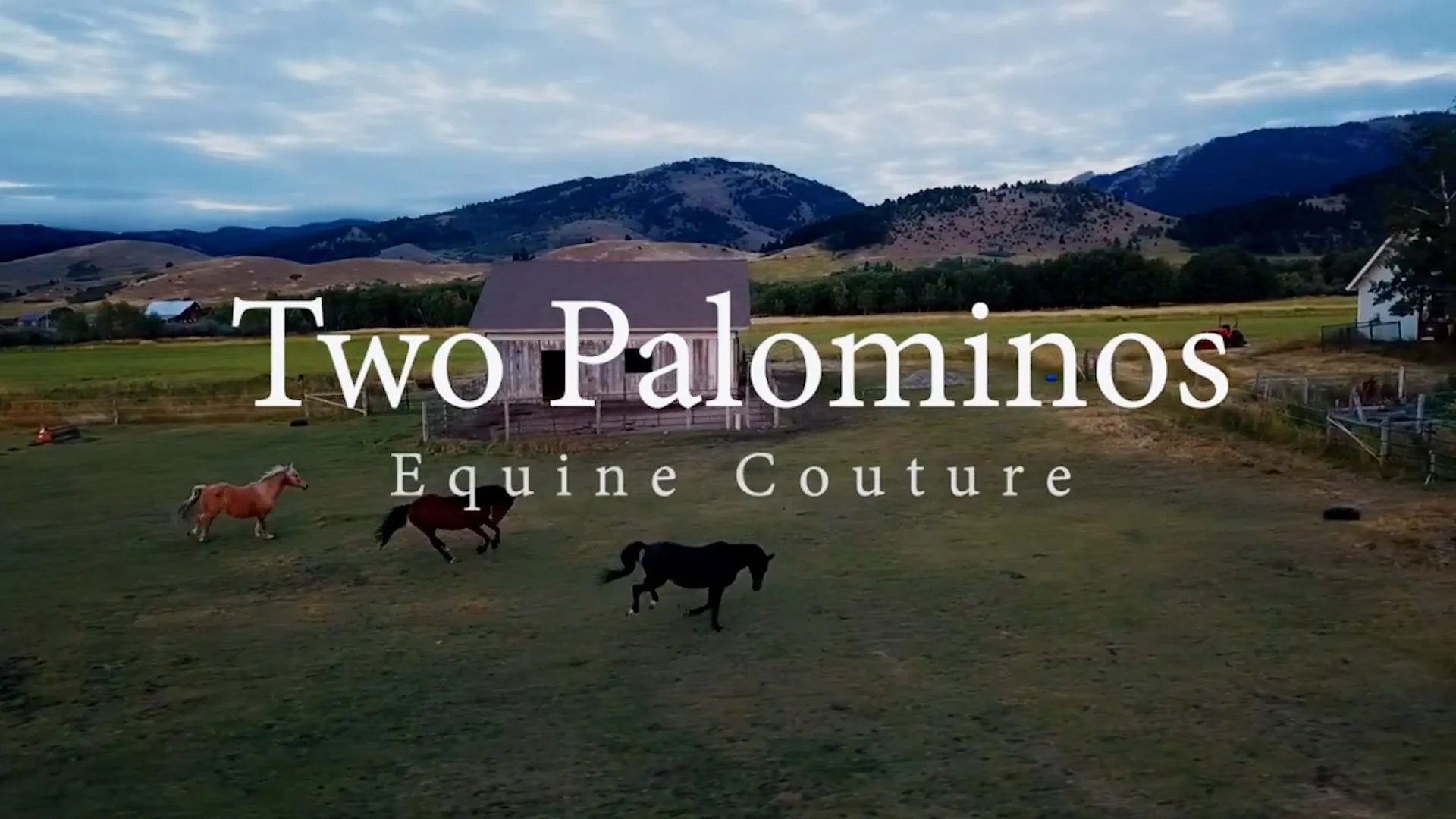 TWO PALOMINOS