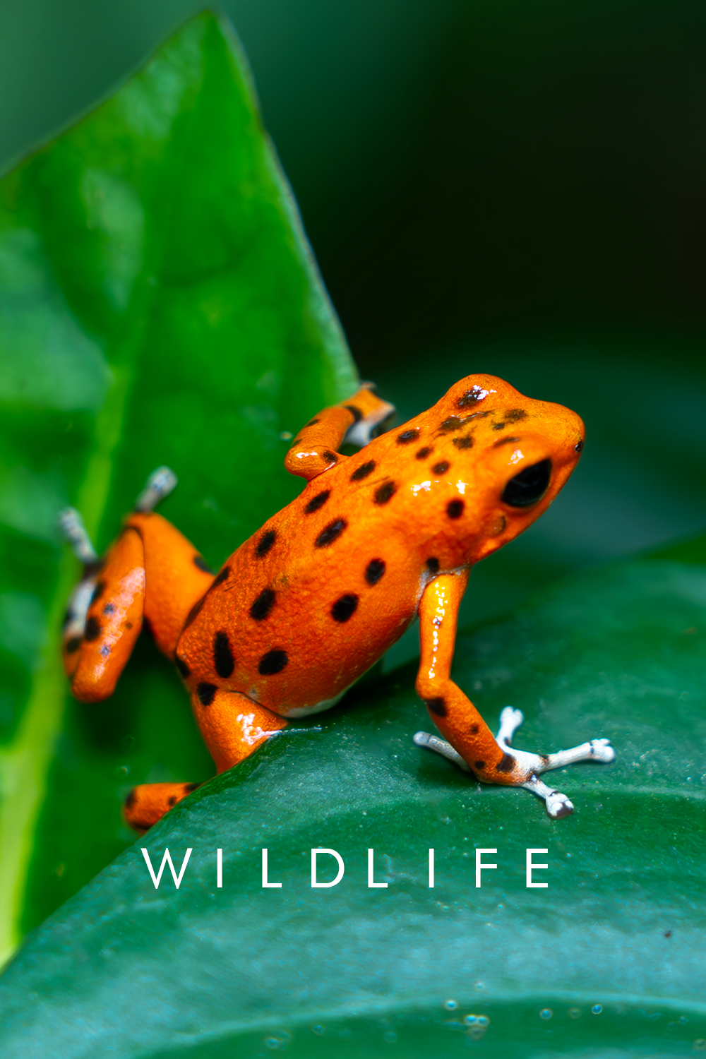 WILDLIFE.png