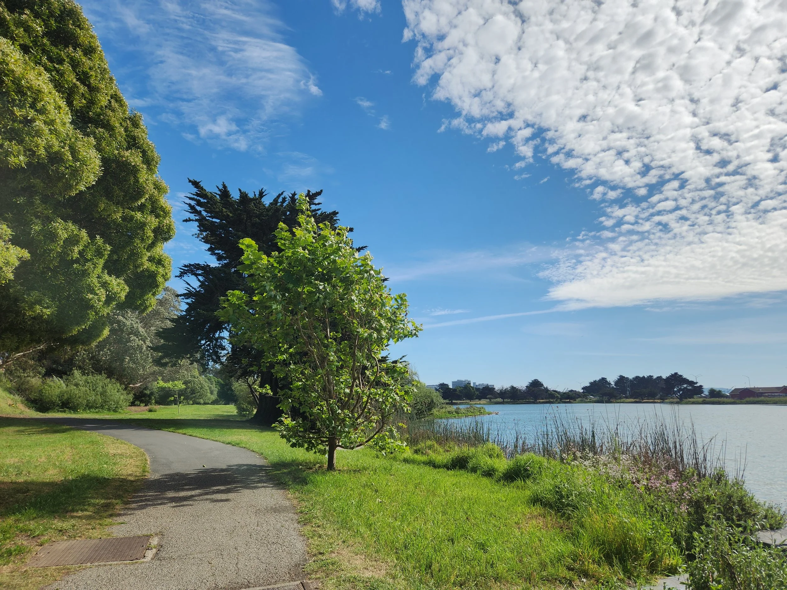 An image of a sunny, tree lined path near the Berkeley Aquatic Park