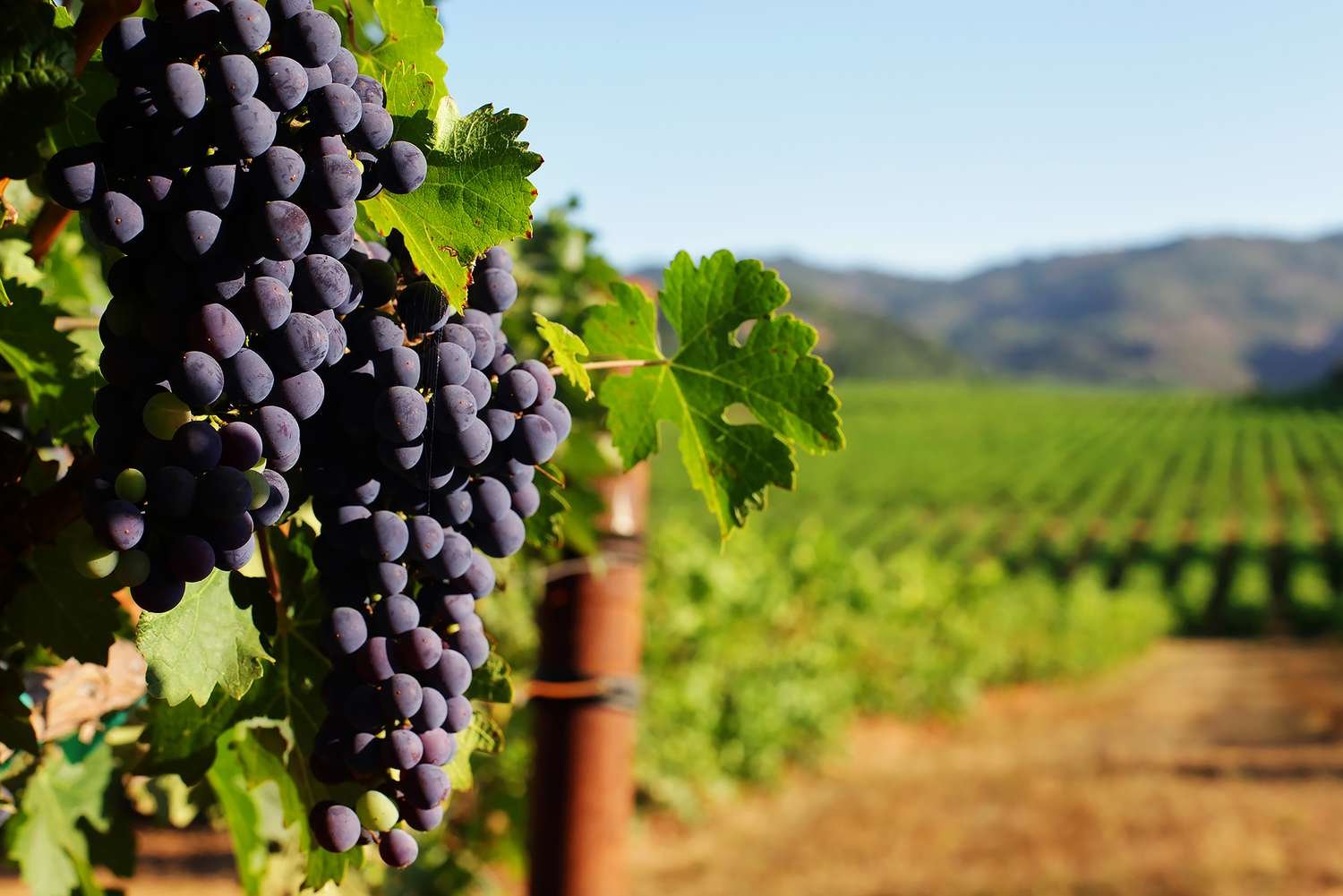 Tuscan Wine Dinner