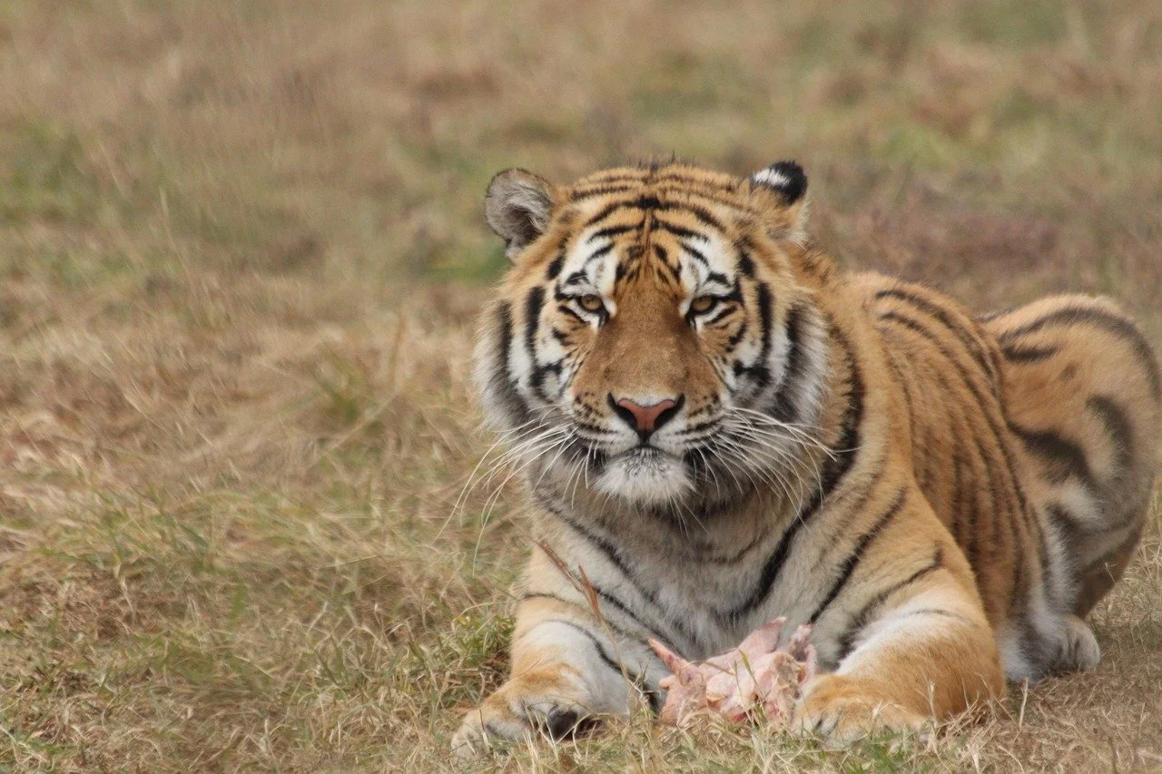 Birth Tiger Safari