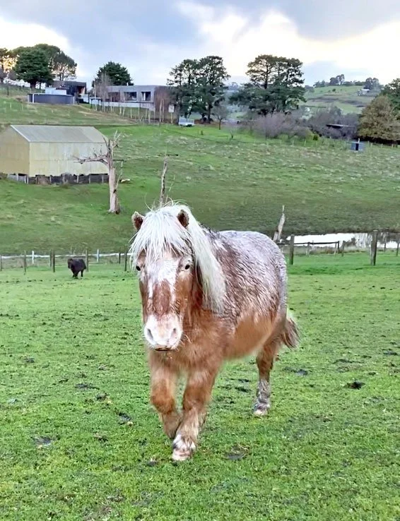 CISCO the pony