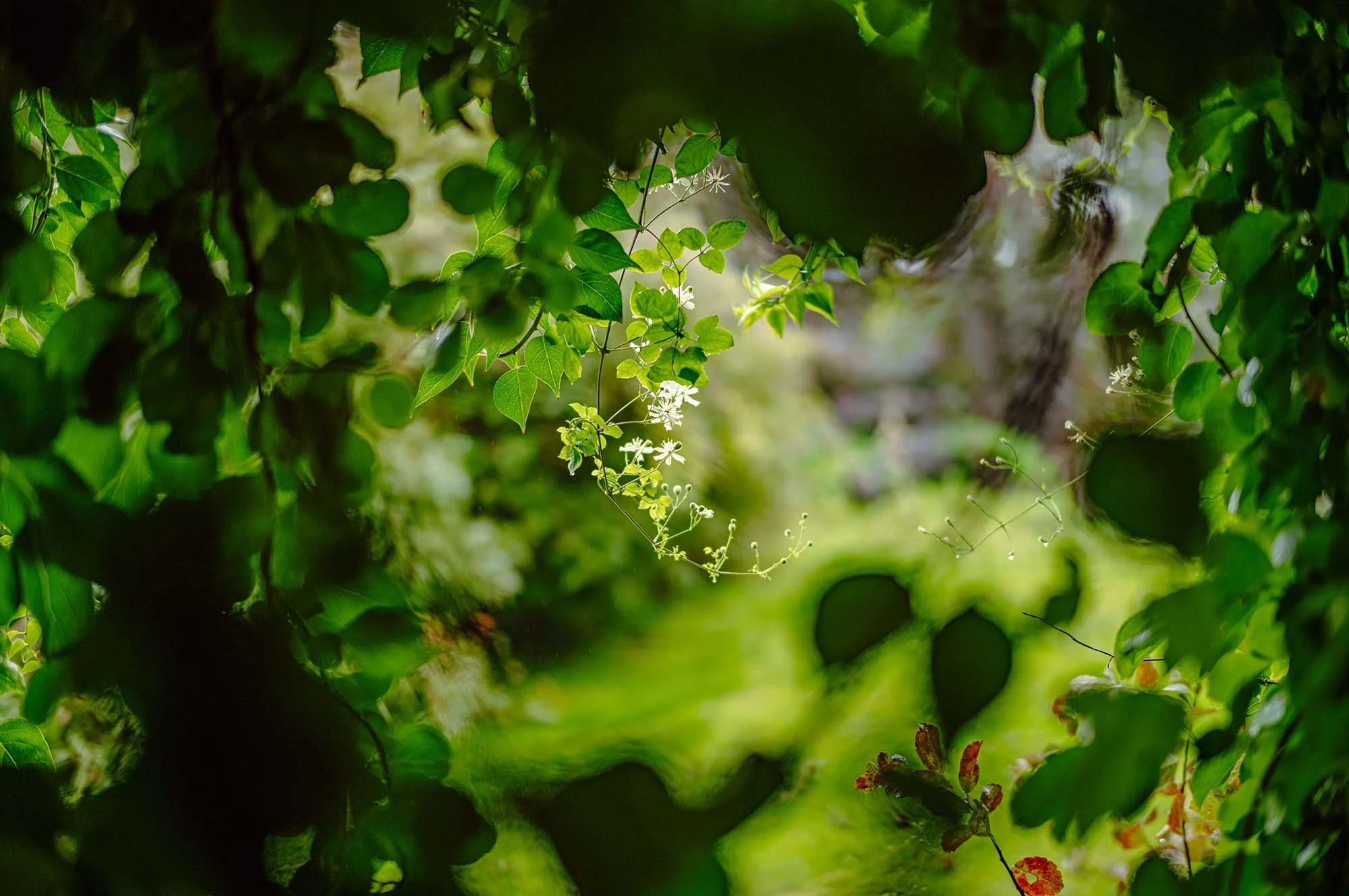 Tervetuloa bahá’í-kesäkouluun 2026!