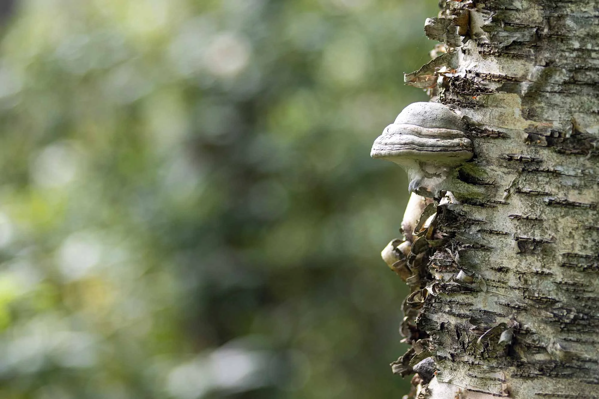 Talouskasvun ja vaurauden henkiset periaatteet