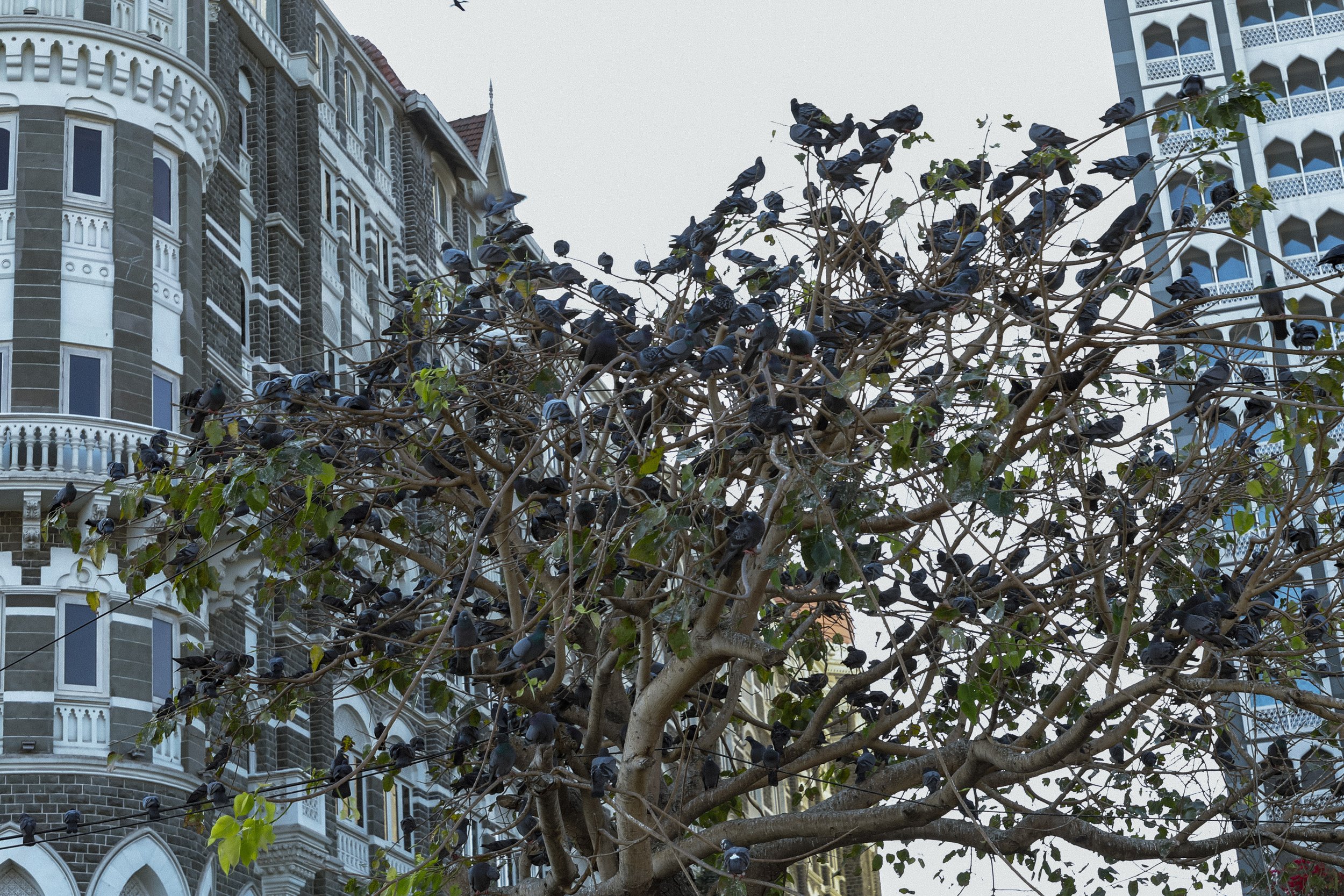 A tree with many black birds perched on its branches, with multi-story buildings in the background.