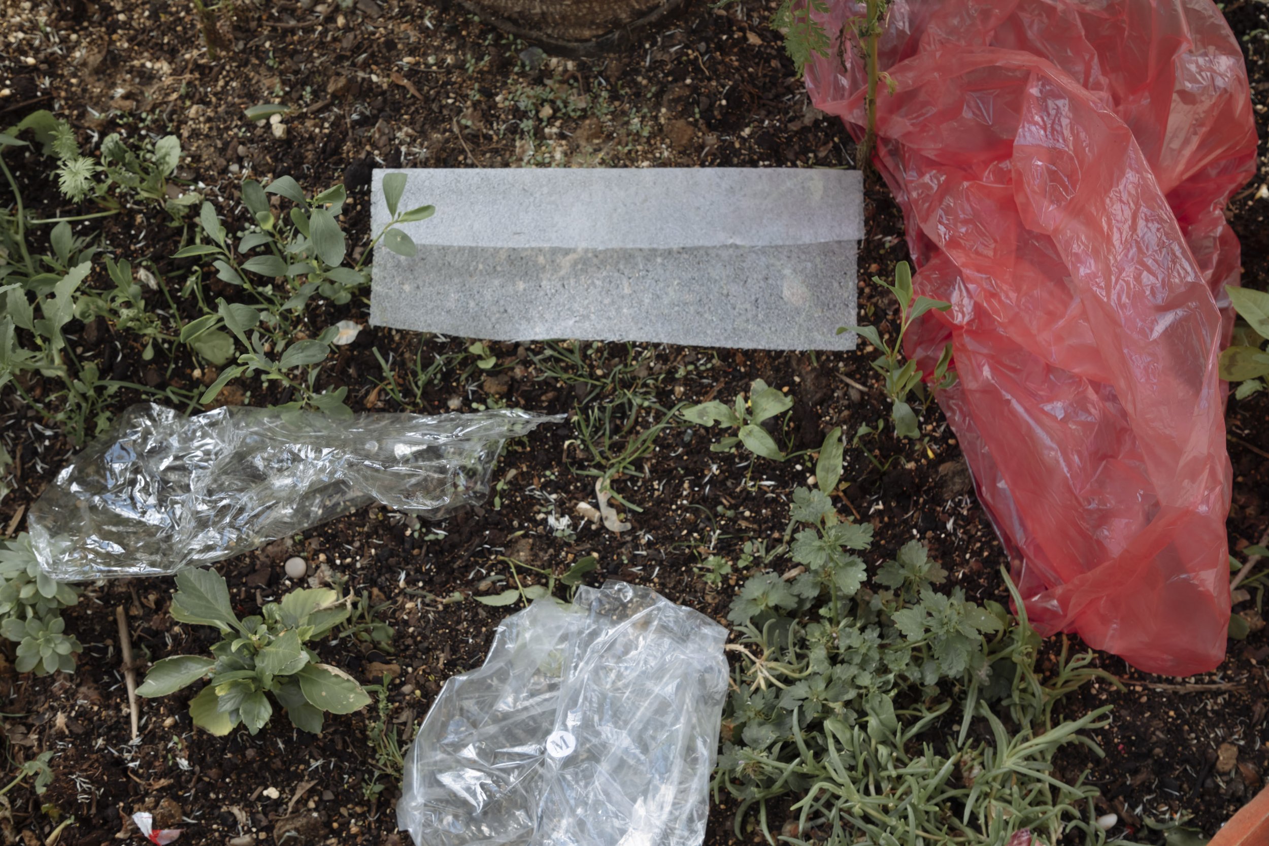 Soil with small green plants, surrounded by clear plastic trash and a large crumpled red plastic bag.