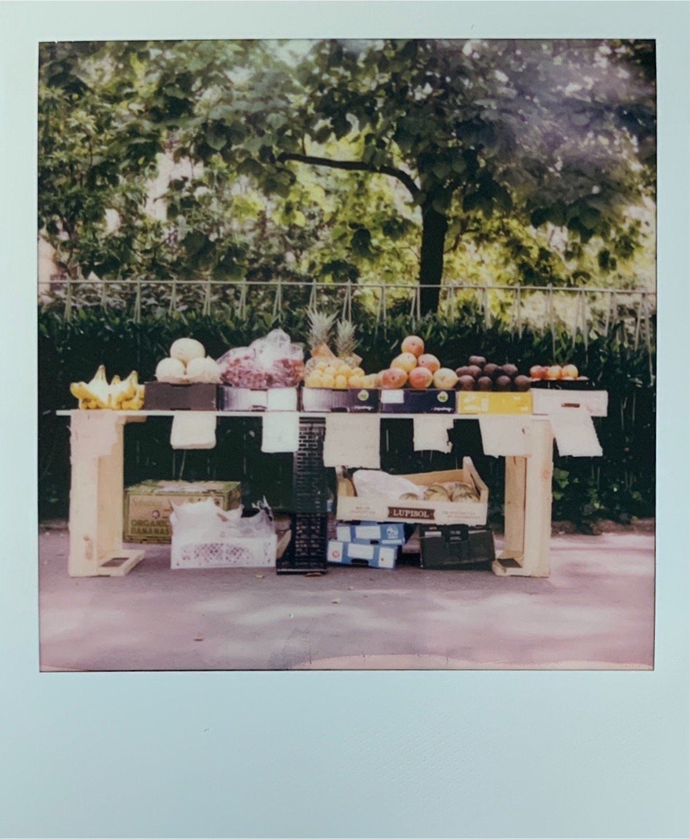 Table of fresh fruits at an outdoor market, including pineapples, peaches, and grapes, with trees in the background.