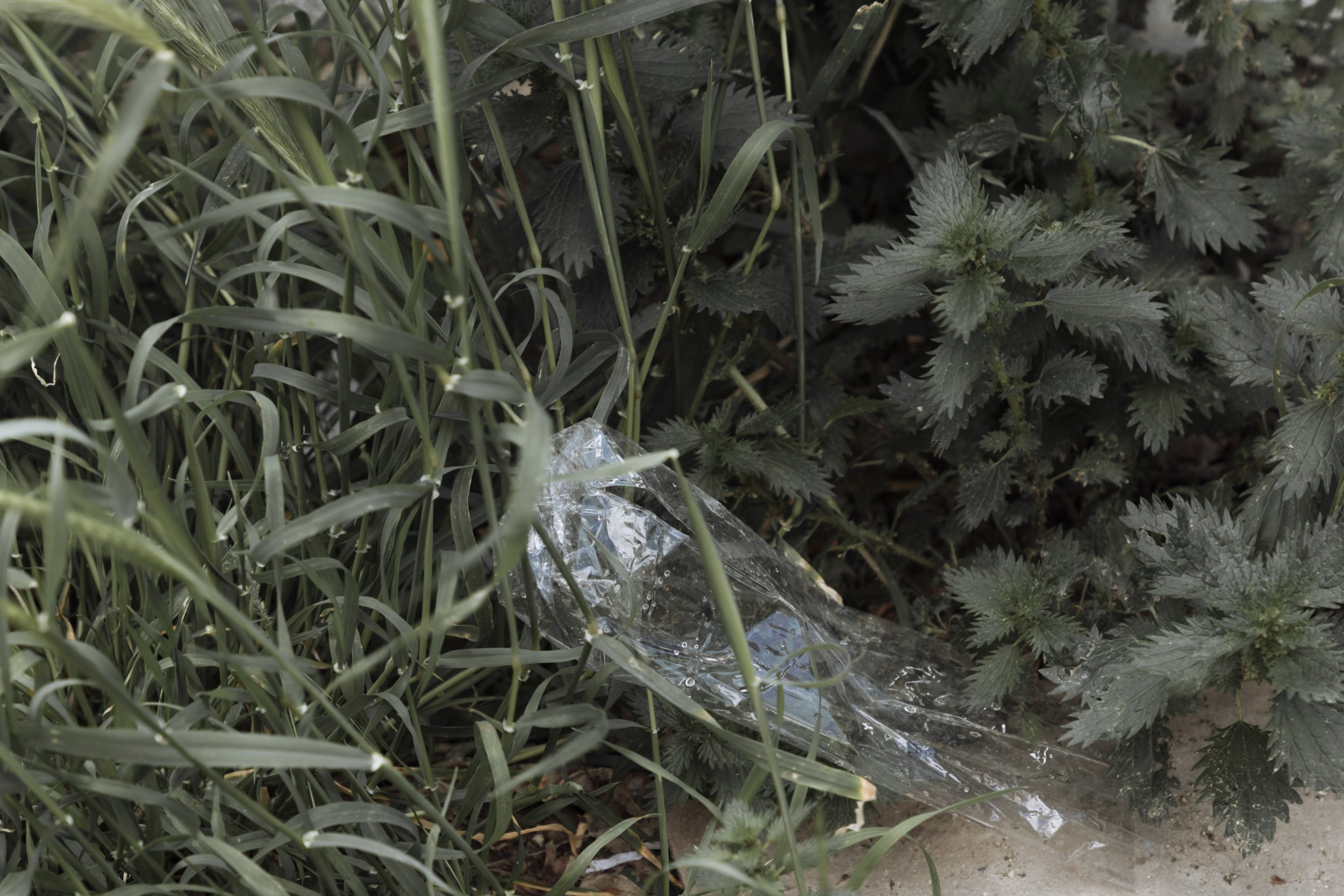 Plastic water bottle discarded on the ground among green grass and plants.