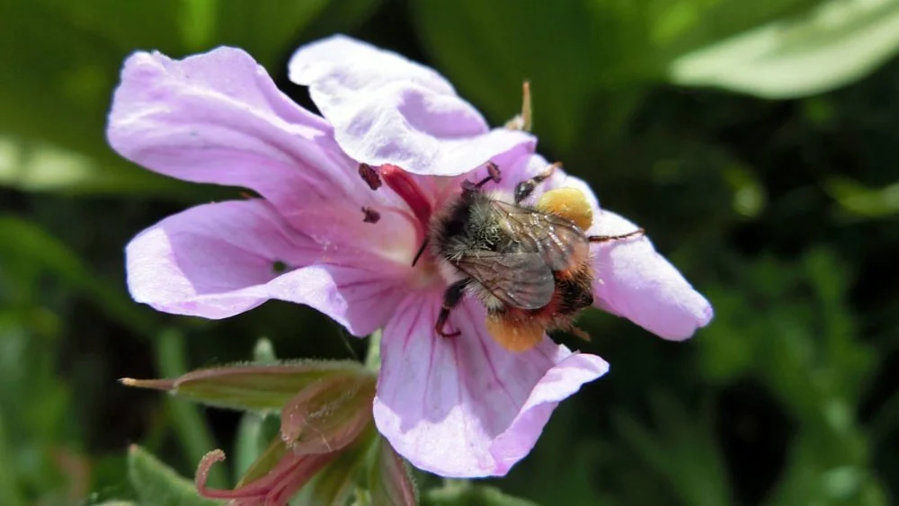 Yellow-fronted-bumblebee_Bombus_flavifronsGeranium_viscosissimum_Uinta-Wasatch_WildBeecology_web.jpg