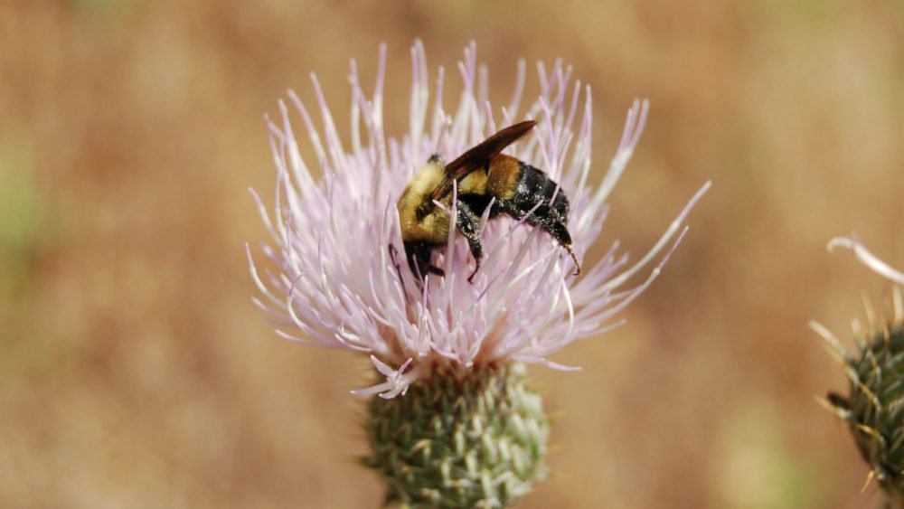 Brown-belted-bumblebee_Tony-Frates_web.jpg