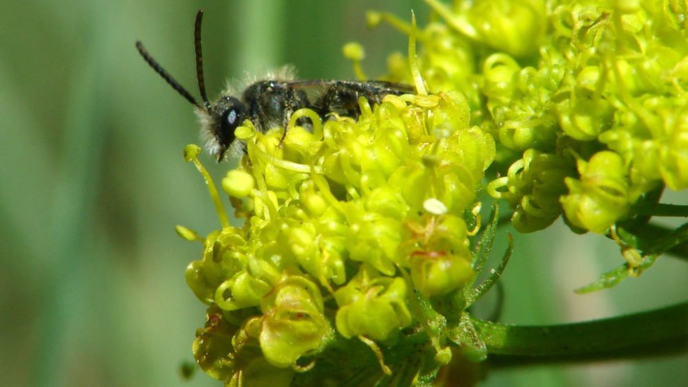 Mining-Bee_AndrenaLomatium-grayii_Uinta-Wasatch_WildBeecology_web.jpg