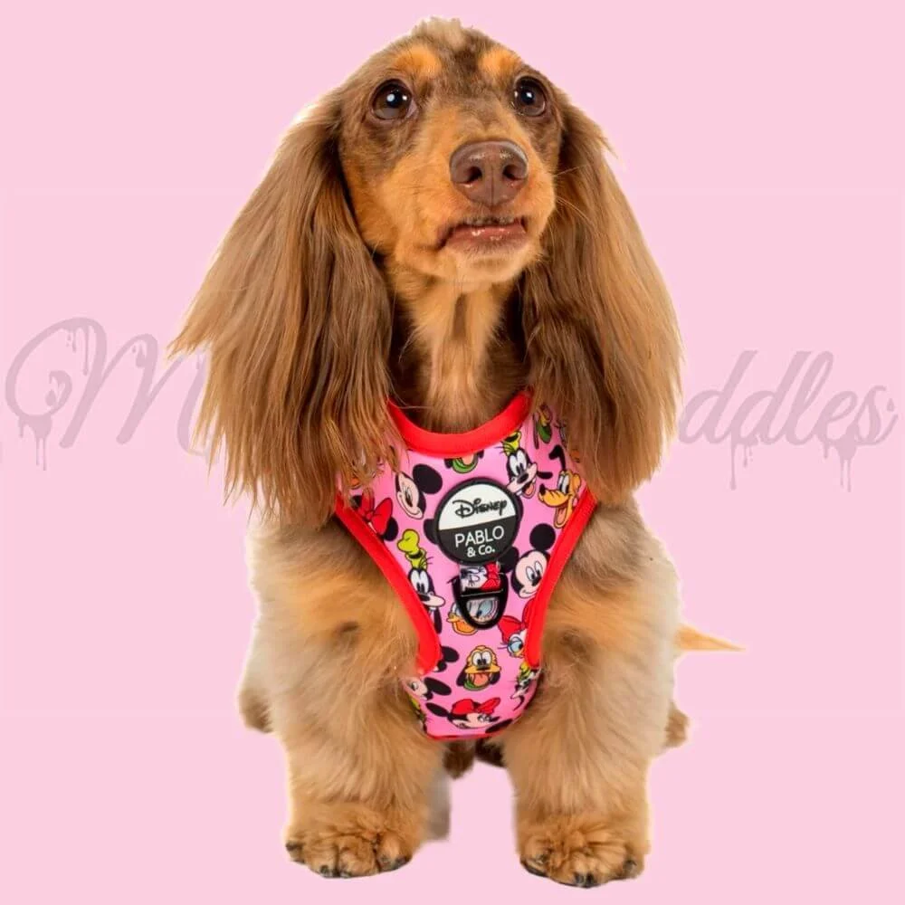 MP-Pablo-Adj-Harness.jpg