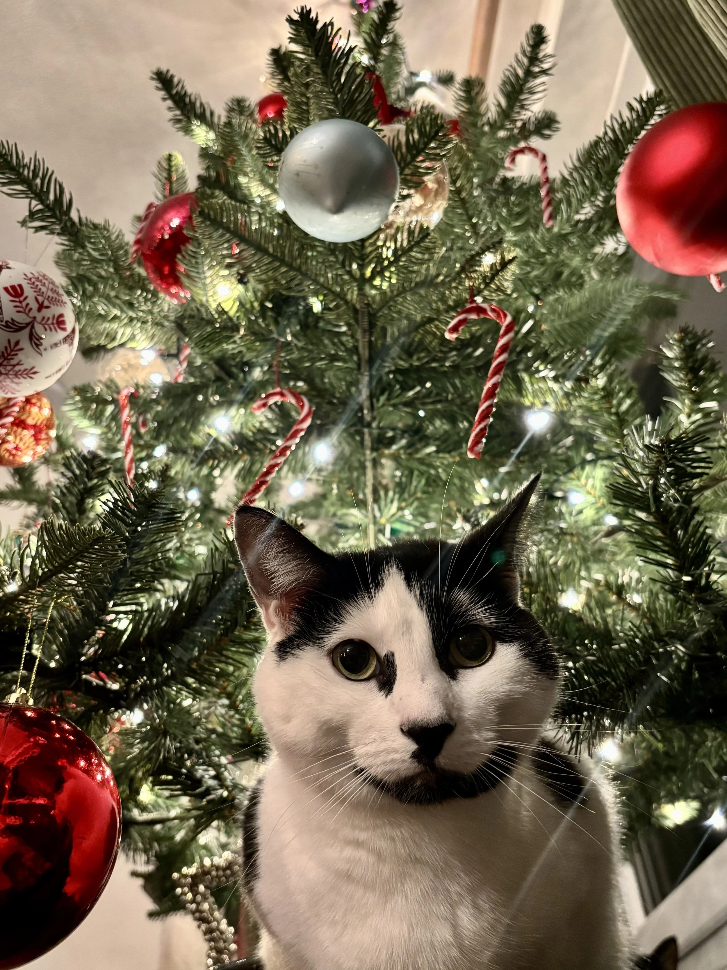 What is the meaning of Christmas?