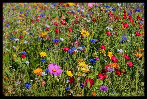 Blumenwiese.jpg