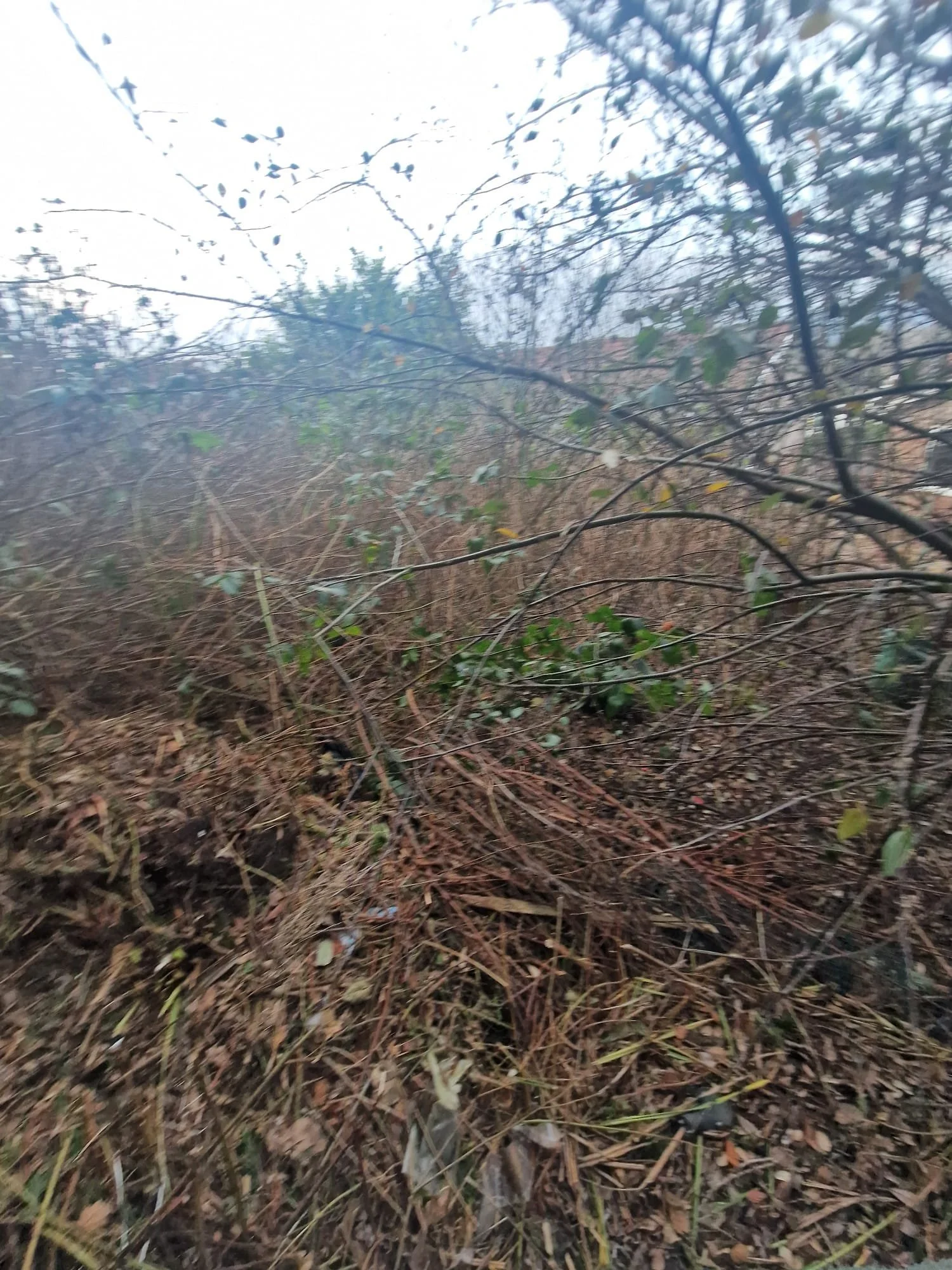 WhatsApp Image 2025-01-23 at 12.08.56.jpeg