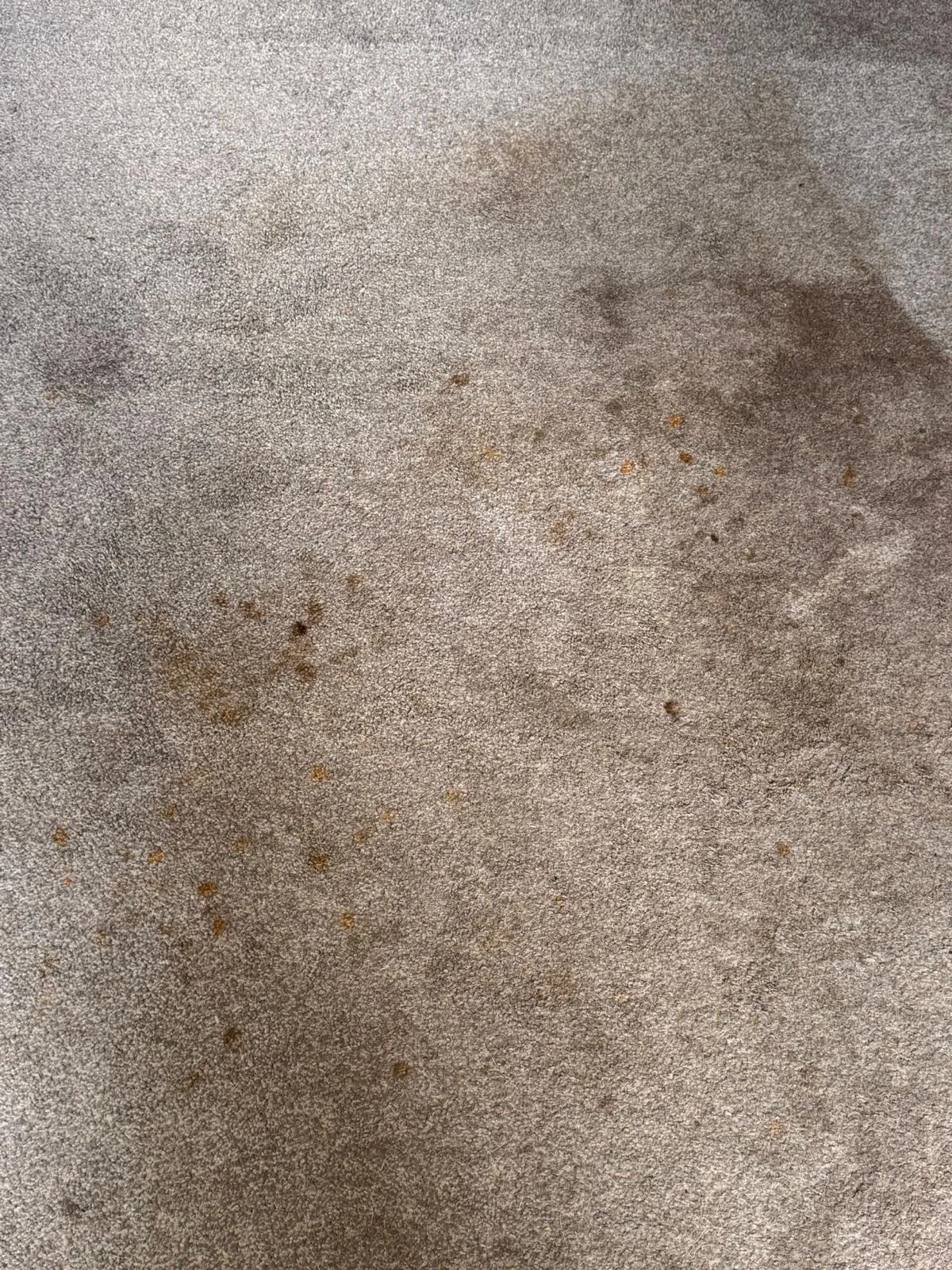 WhatsApp Image 2024-11-18 at 12.49.46 PM.jpeg