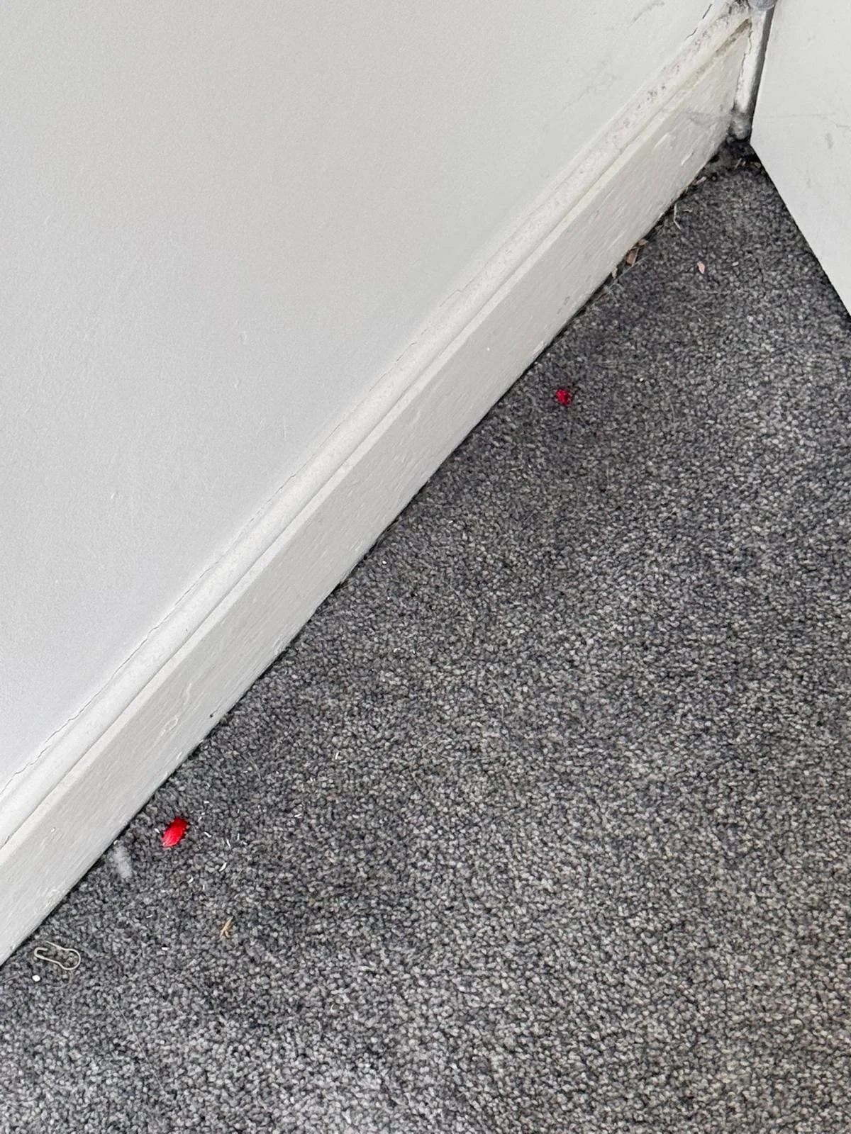 WhatsApp Image 2024-11-18 at 12.49.45 PM.jpeg