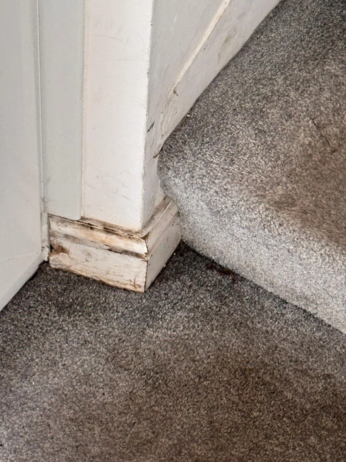 WhatsApp Image 2024-11-18 at 12.49.48 PM (2).jpeg