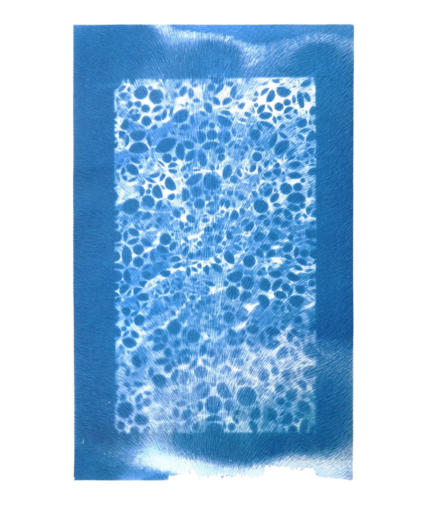 CYANOTYPES ARE SO BACK!!!!
Long anticipated, and long awaited. My Potassium Ferricyanide, Ferric Ammonium Citrate, Hydrogen Peroxide, and obsession with the colour blue have been released from their prison.

This piece is very water inspired (shocker
