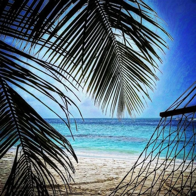 Palm Trees and Hammocks