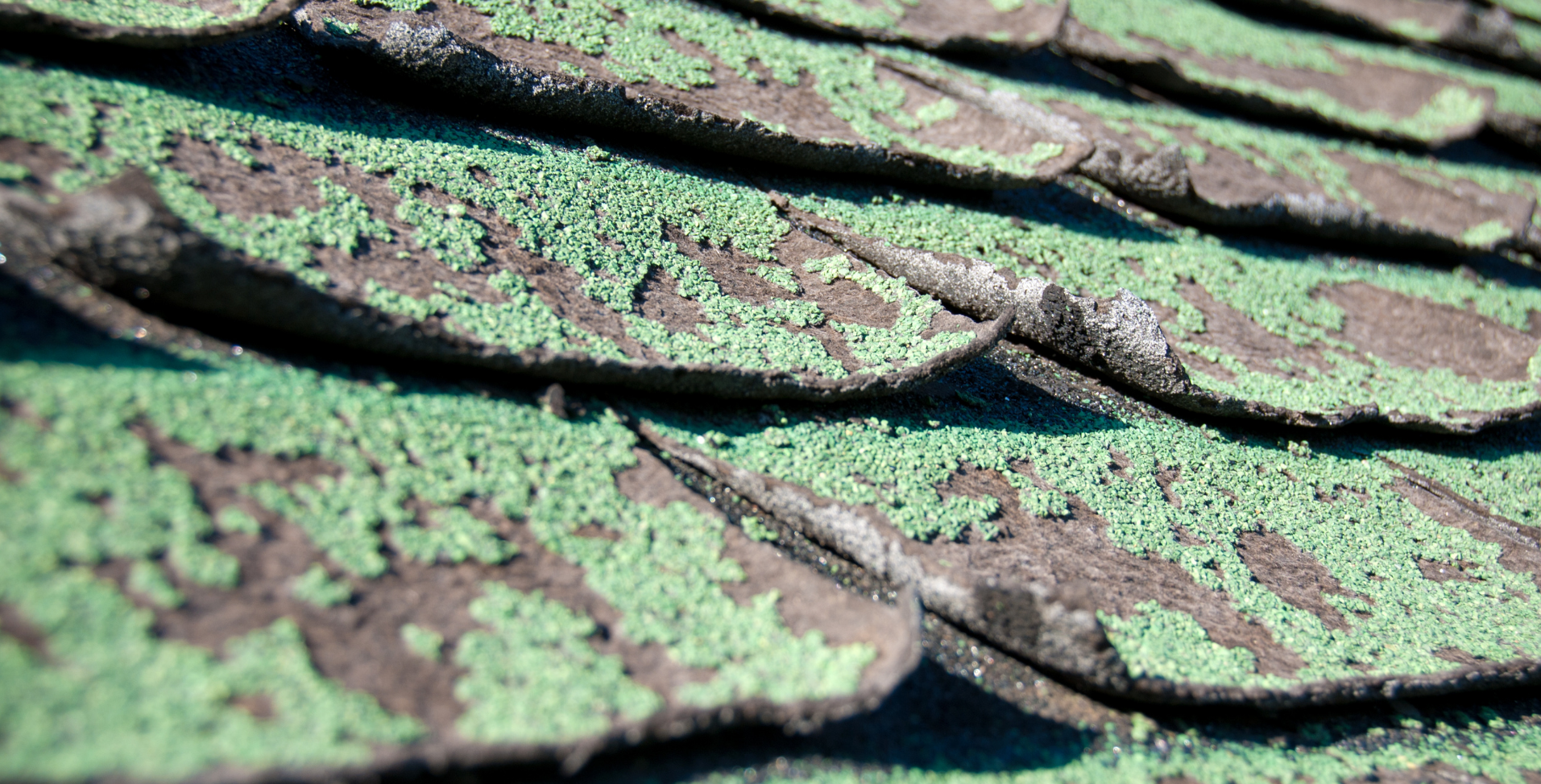 What Are Algae-Resistant Shingles and Are They Worth It?