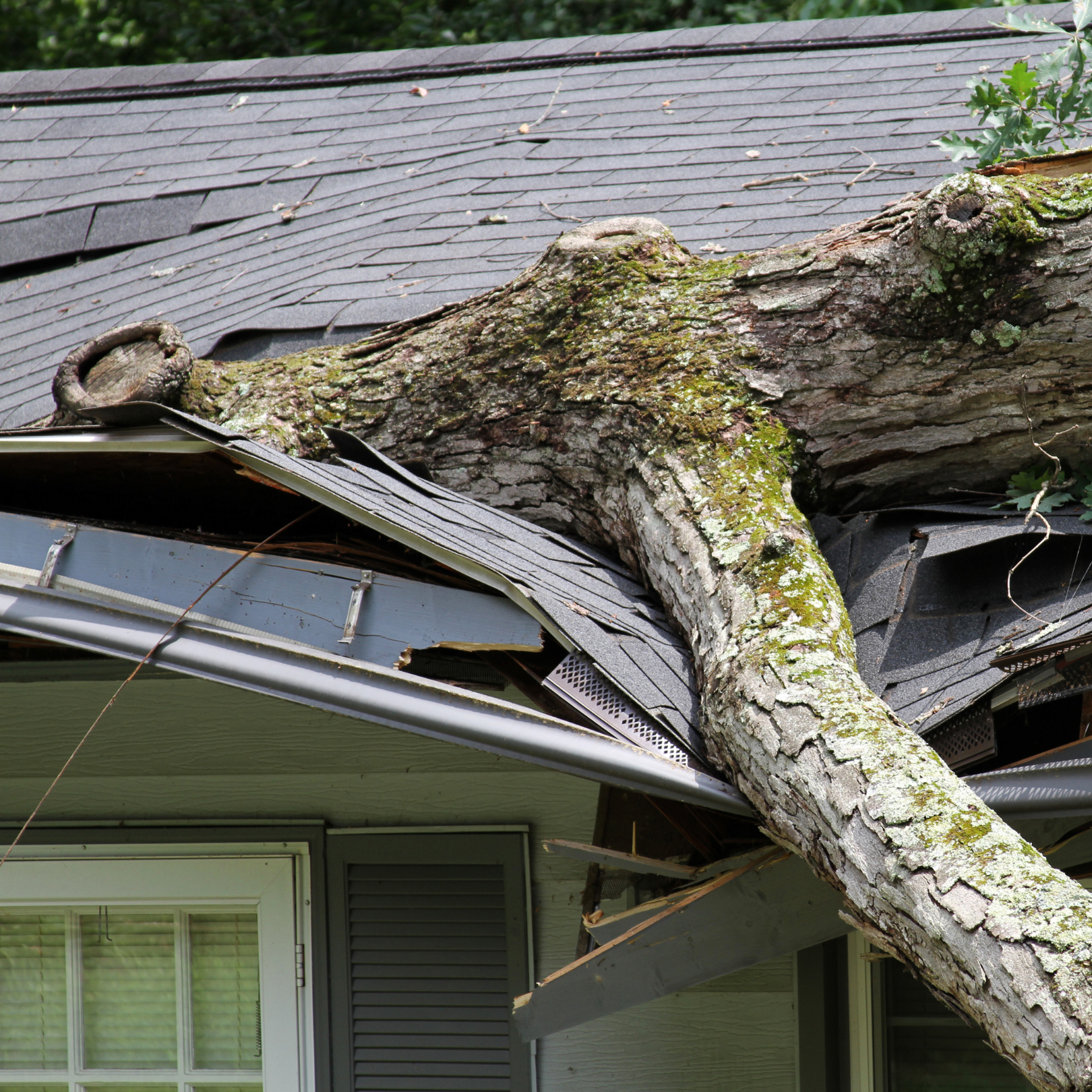 Tree fallen on roof after wind storm