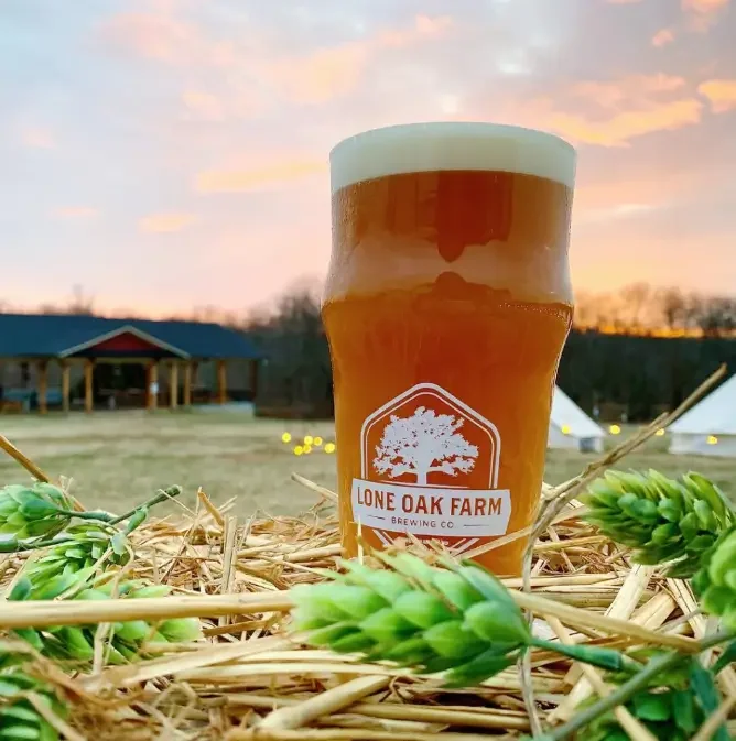 A glass of amber-colored beer with foam on top, labeled Lachoy Oak Farm Brewing Co., set on straw with green hop cones, outdoors during sunset with a building and trees in the background.