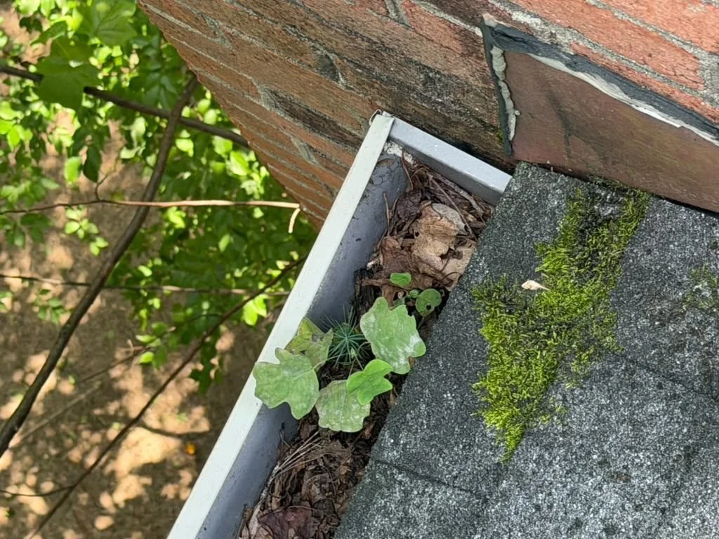Seedlings in a gutter corner next to a brick chimney with moss on the shingles