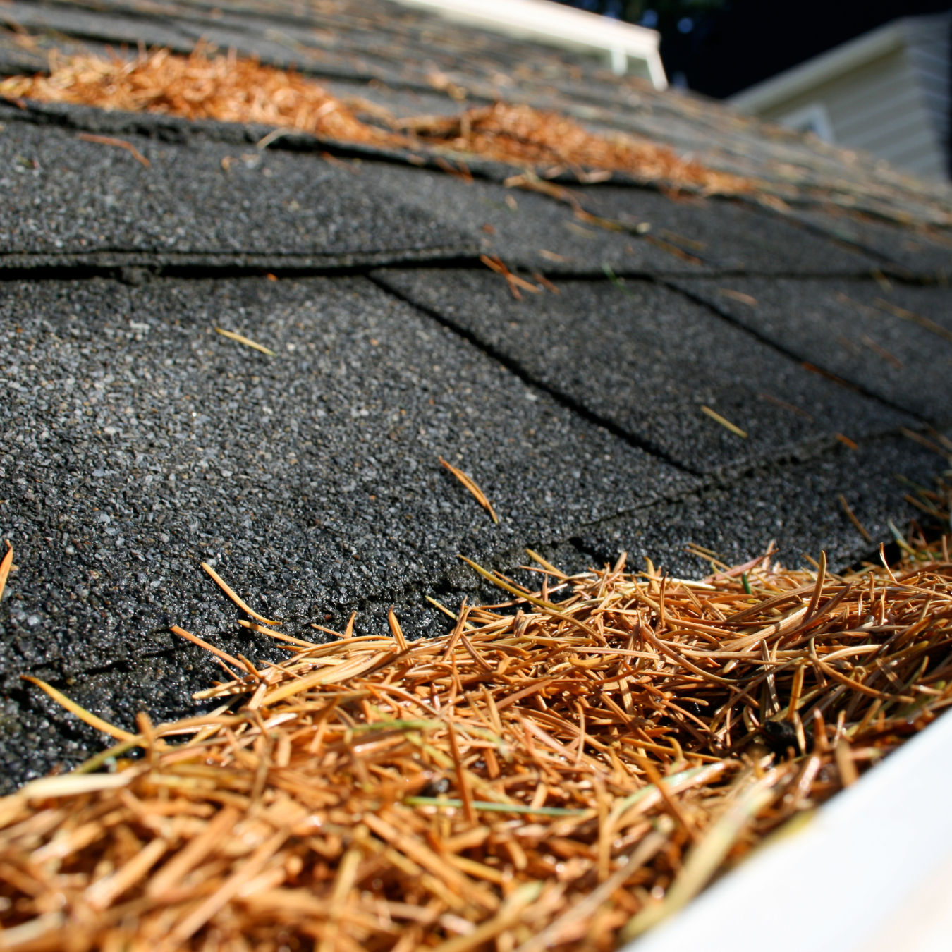 Roof gutters filled with leaves in springtime in Maryland
