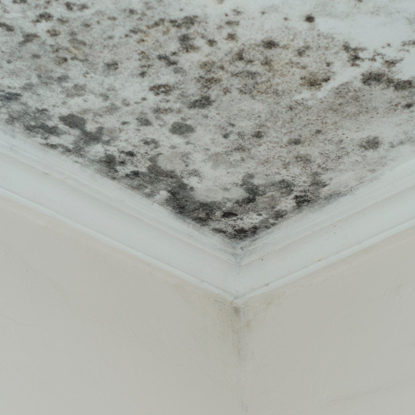 Mold buildup on ceiling due to moisture from poor roof installation