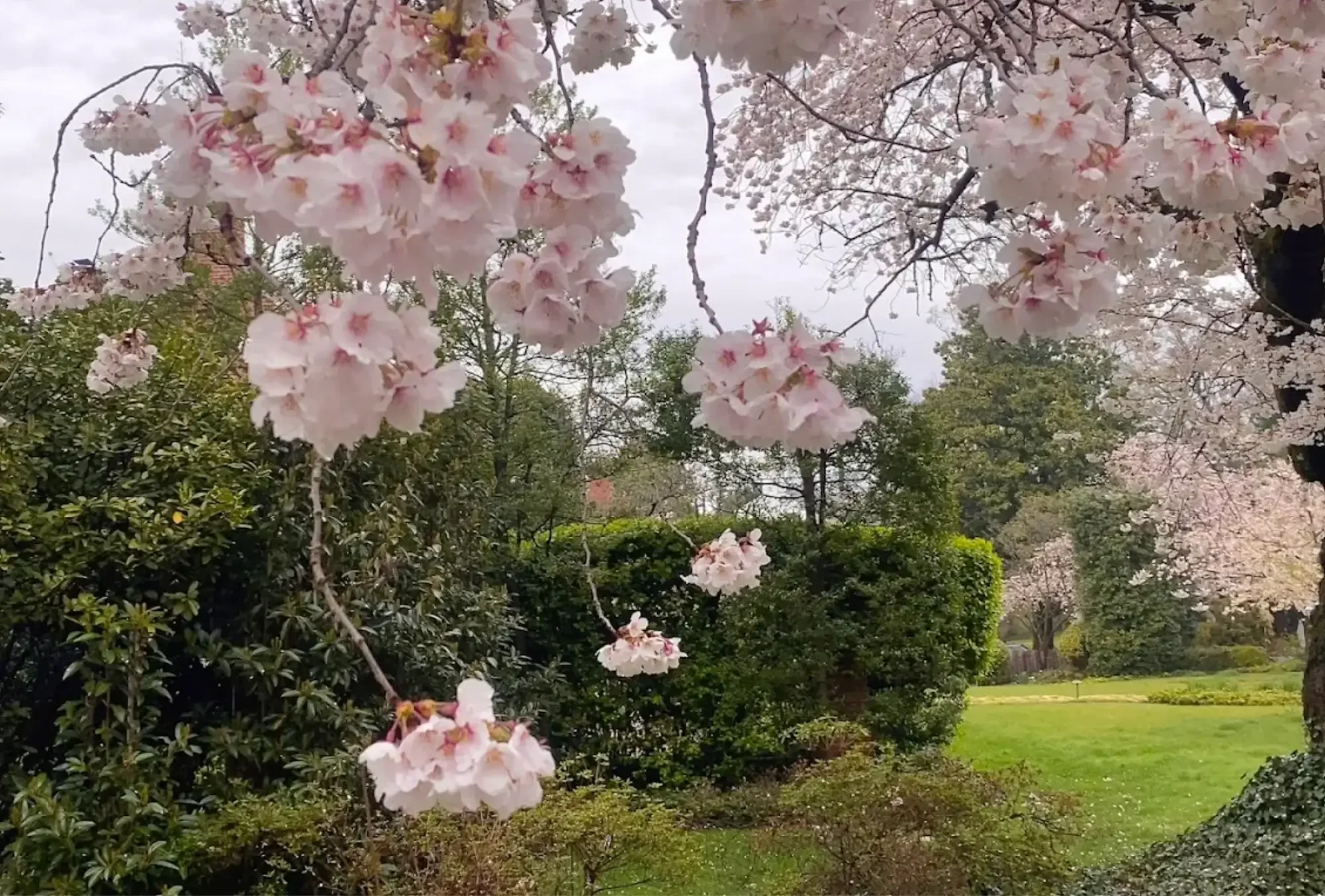 Cherry blossom trees with pink flowers in a lush garden with green grass and bushes on a cloudy day.