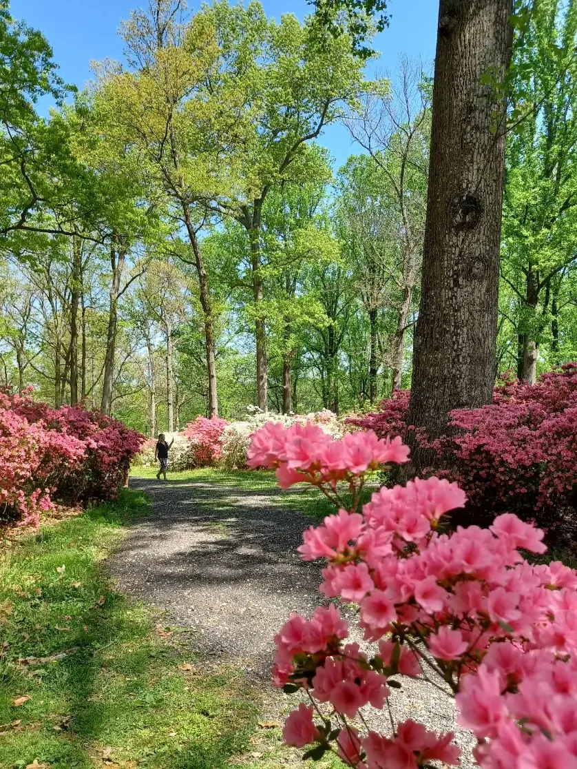 A person walking along a gravel path in a lush forest with blooming pink and white azalea flowers on either side, tall green trees overhead, and a clear blue sky.