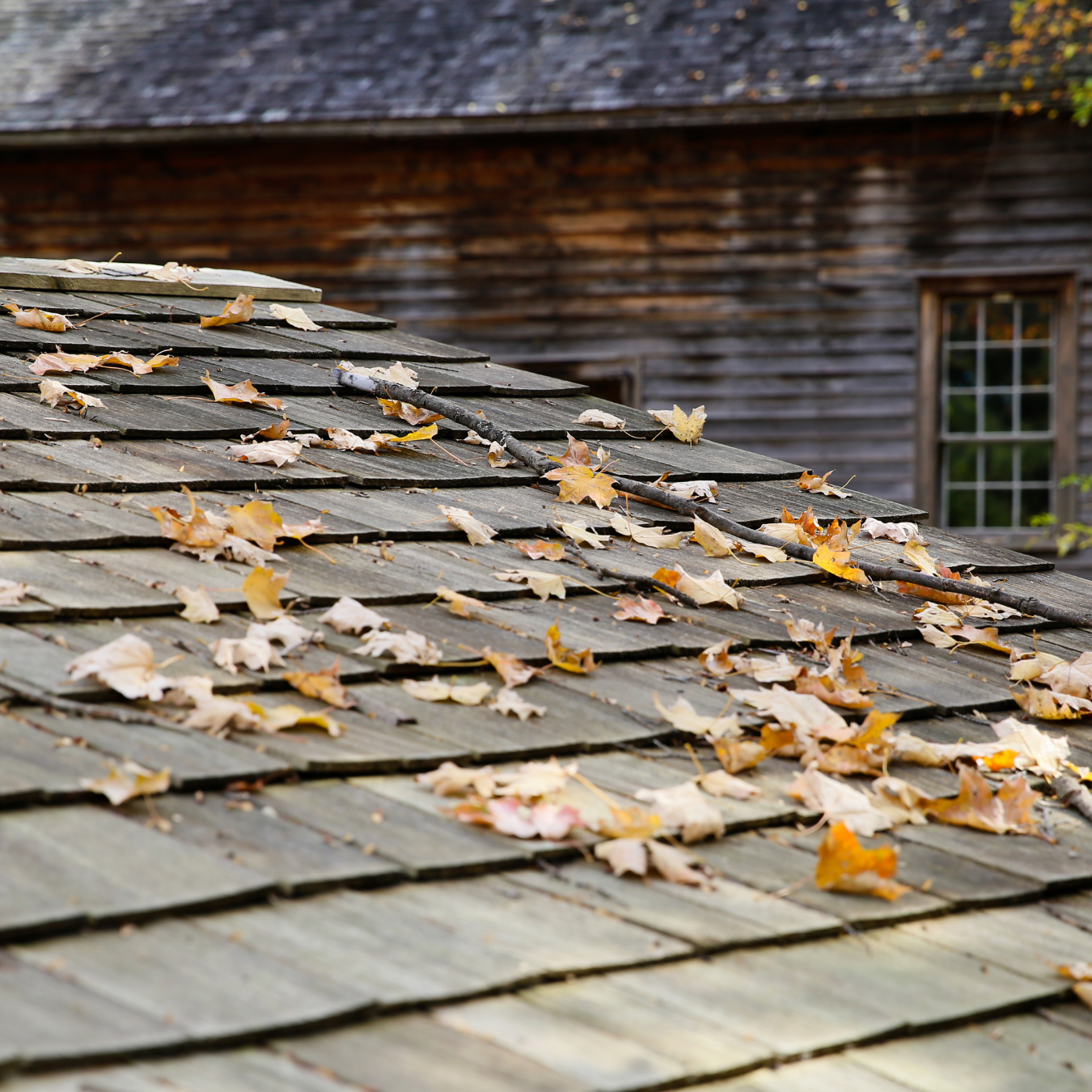 DMV roof covered in autumn leaves