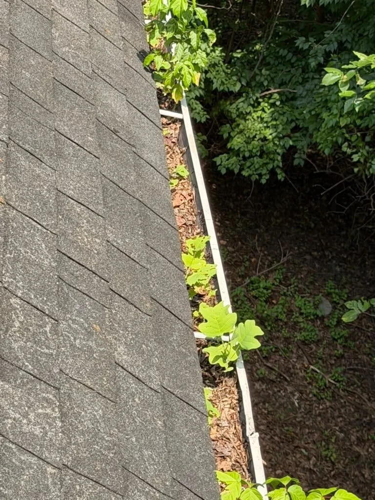 Tree seedlings growing out of a clogged gutter under mature trees in Potomac, MD