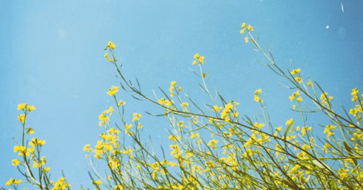 blue sky and flowers for nervous system dysregulation and Top 10 Foods for Stress Relief