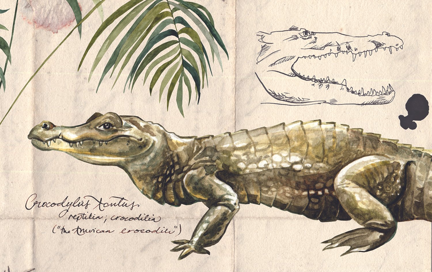 crocodile.jpg