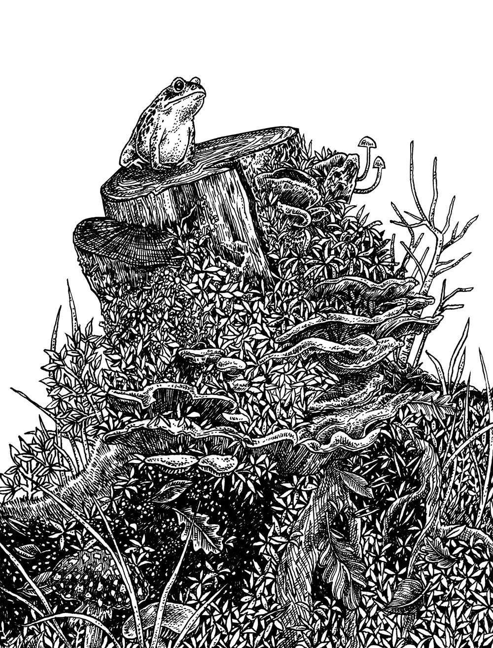 Toad web.jpg