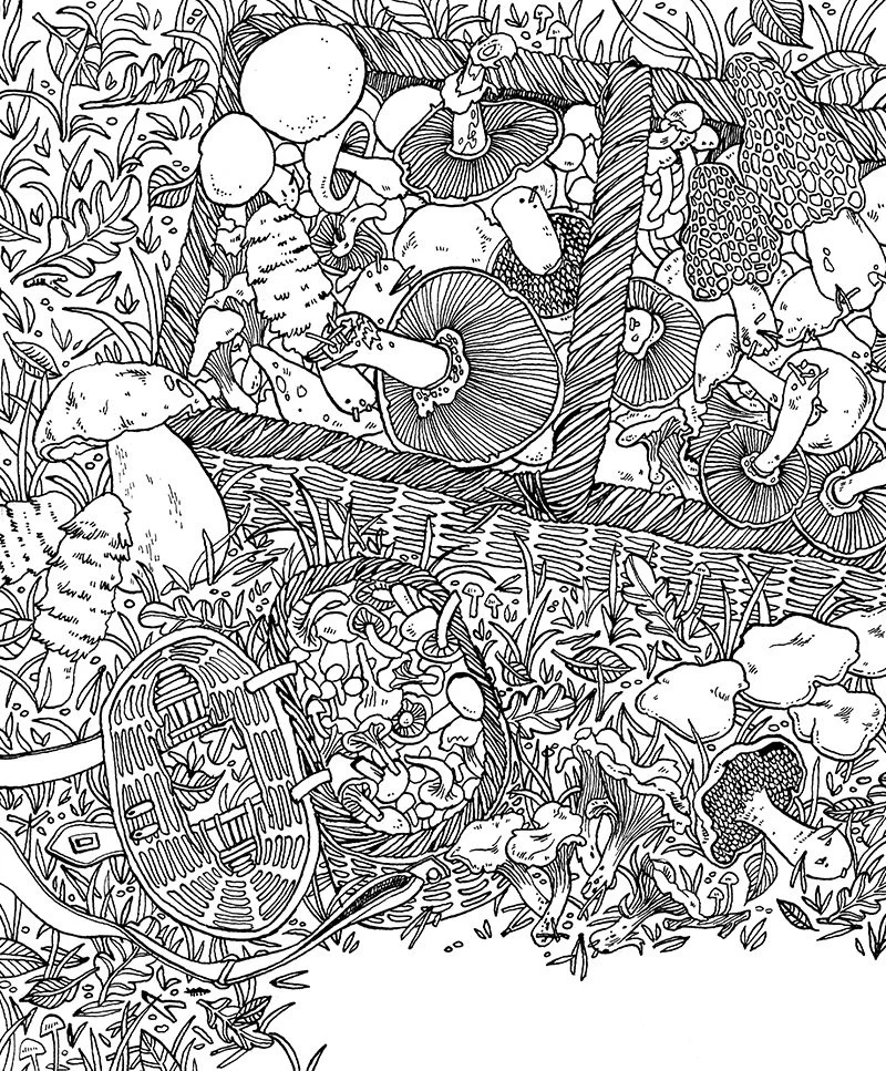 Food mushrooms web.jpg