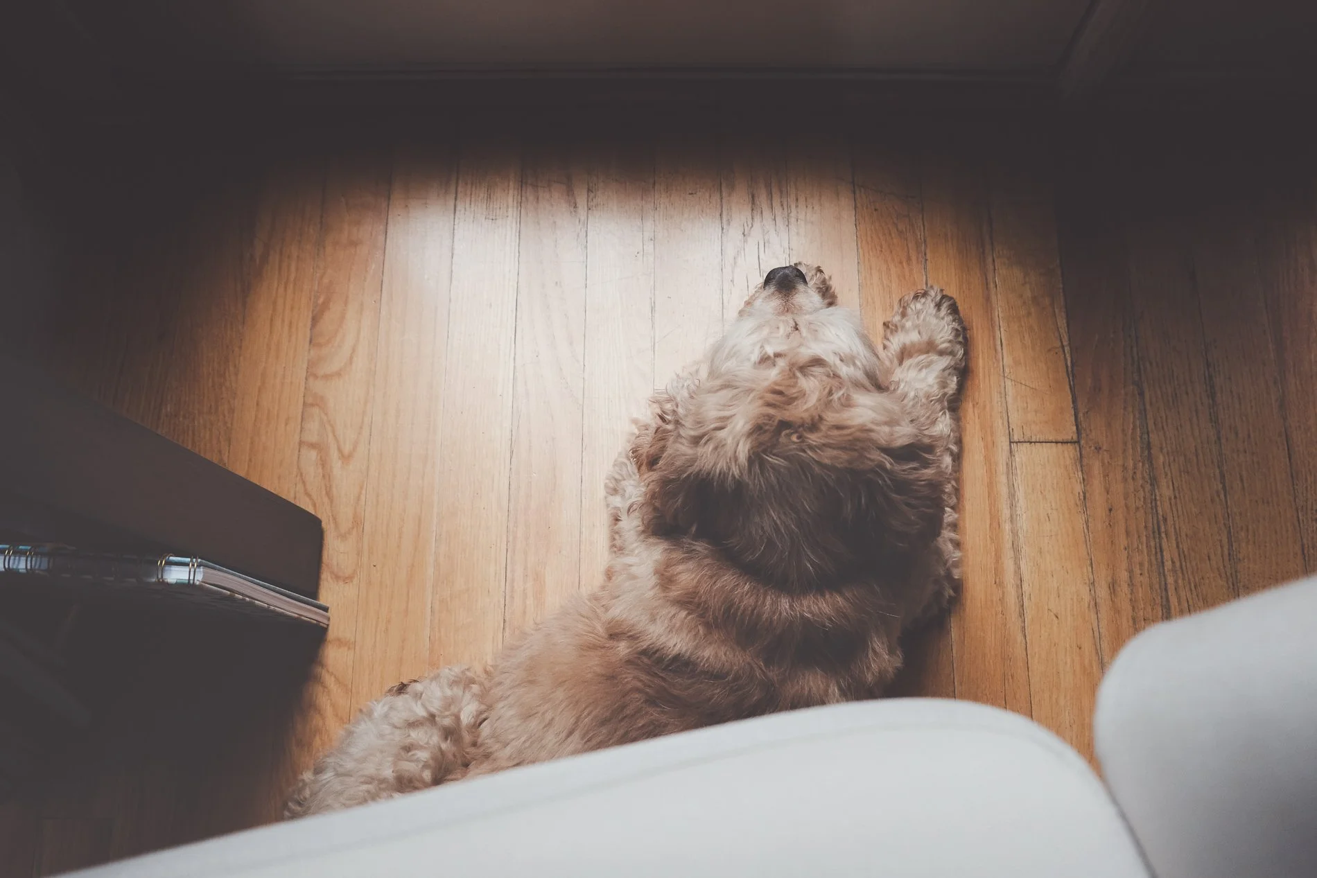 dog laying on wood floor