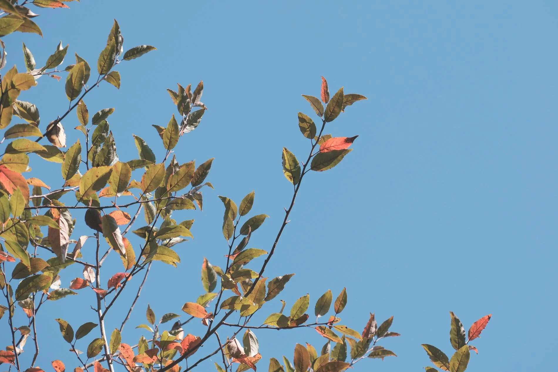 green leaves turning red on blue sky