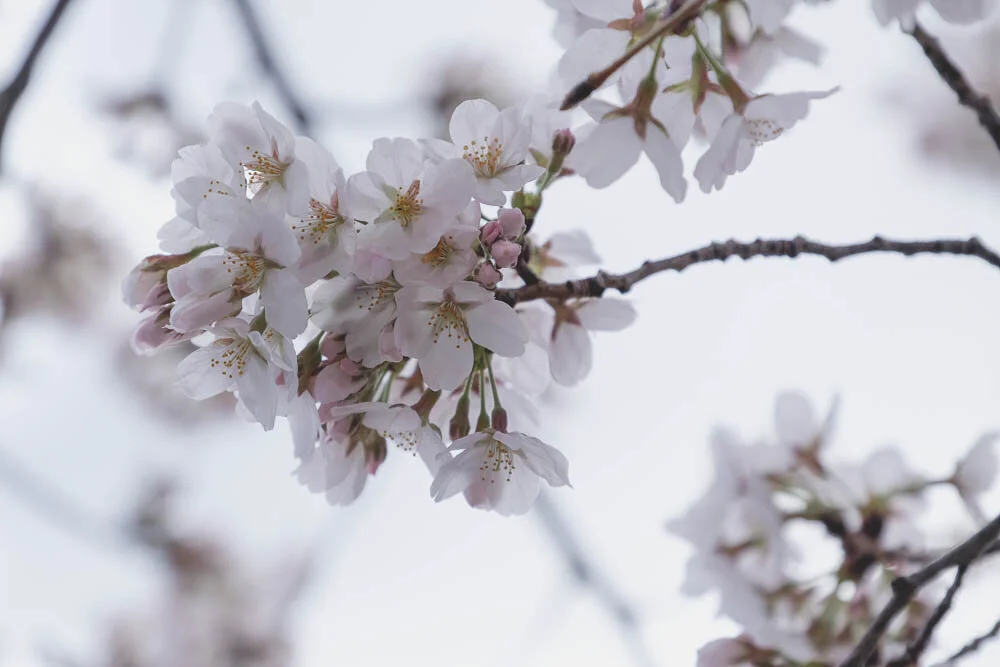 poetry, blossoms, presence